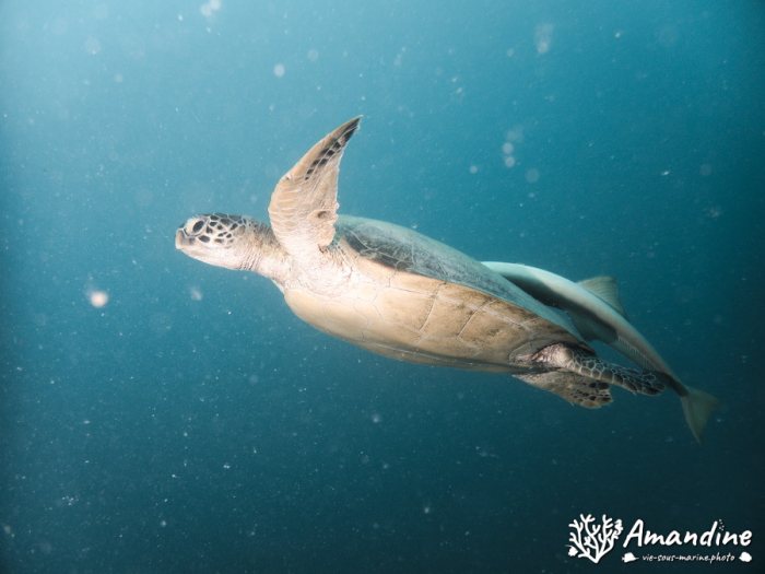 Chelonia mydas (tortue verte)
