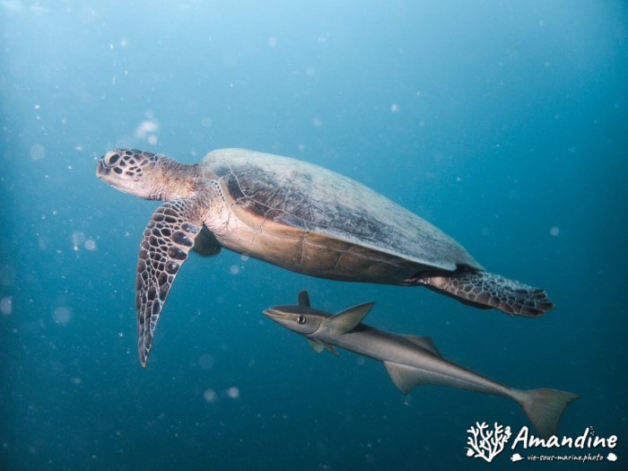 Chelonia mydas (tortue verte)