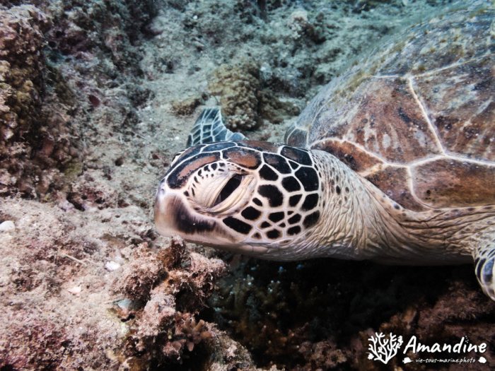 Chelonia mydas (tortue verte)