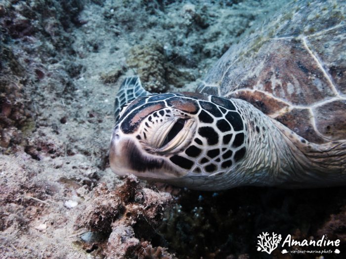 Chelonia mydas (tortue verte)