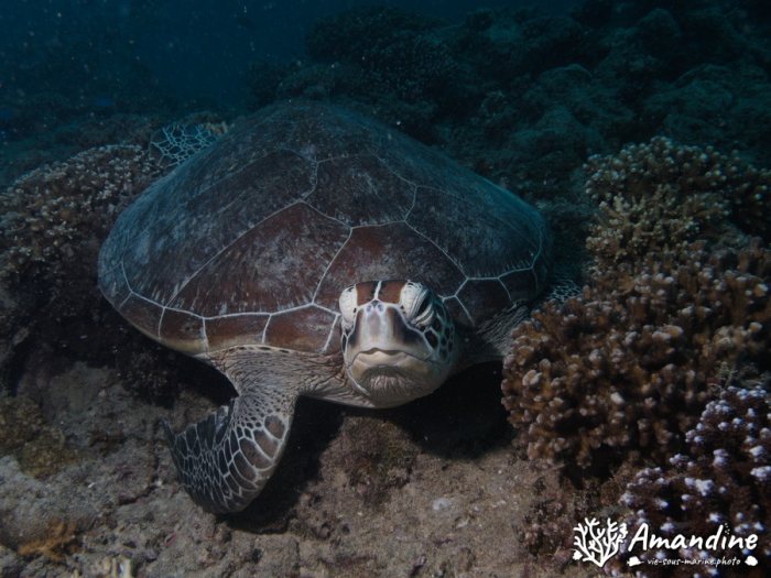 Chelonia mydas (tortue verte)