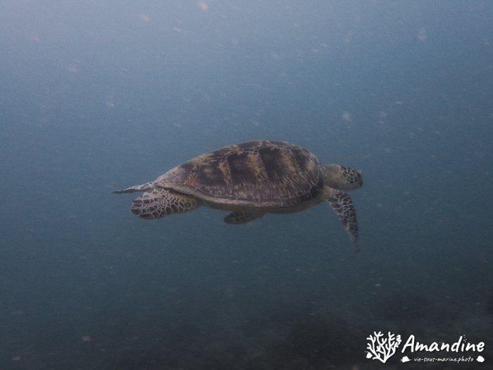 Chelonia mydas (tortue verte)