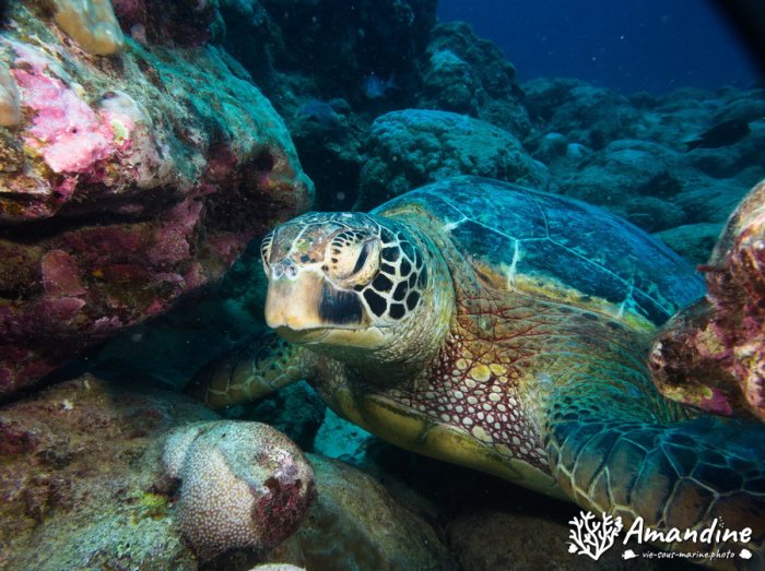 Chelonia mydas (tortue verte)