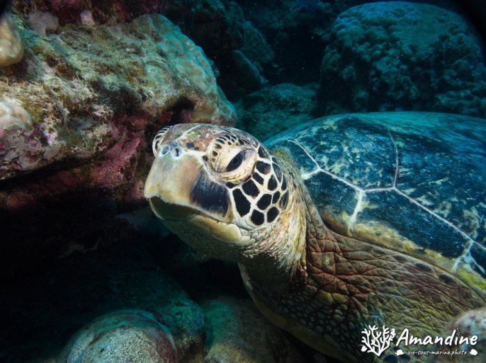 Chelonia mydas (tortue verte)
