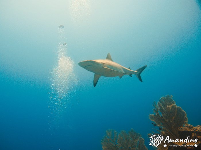 Carcharhinus amblyrhynchos