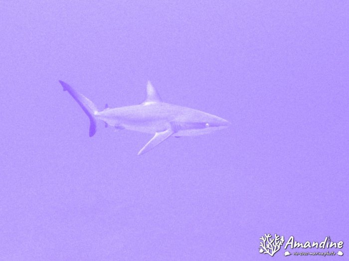 Carcharhinus amblyrhynchos