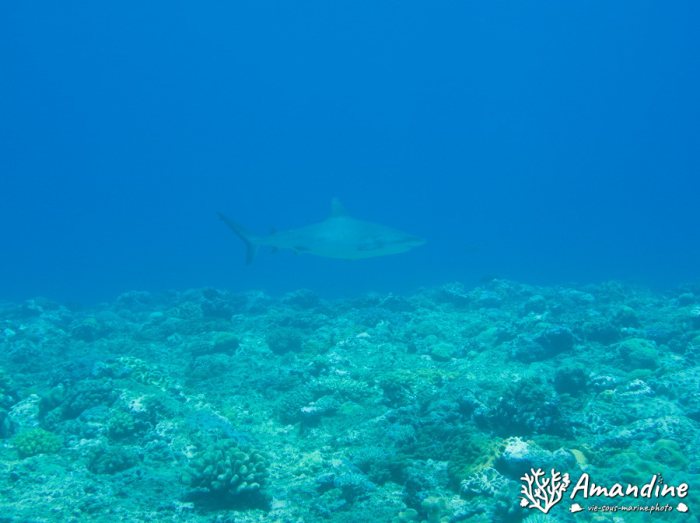 Carcharhinus amblyrhynchos