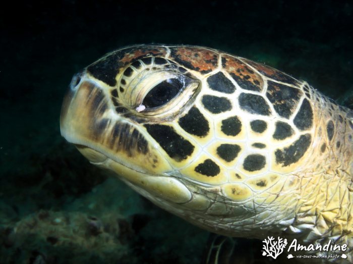Chelonia mydas (tortue verte)