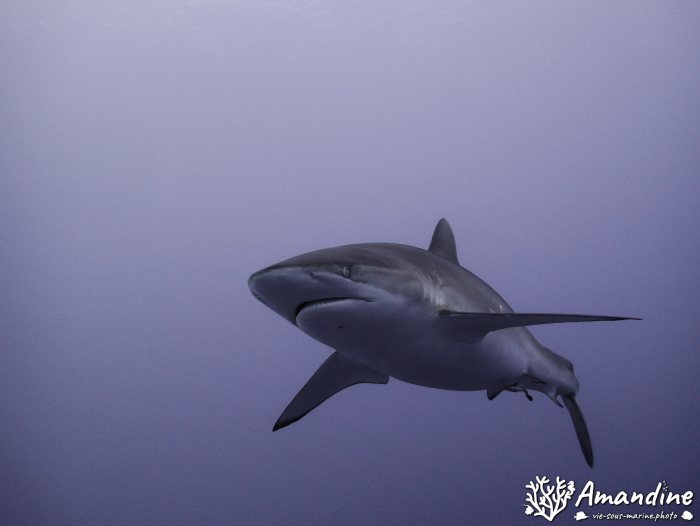 Carcharhinus amblyrhynchos
