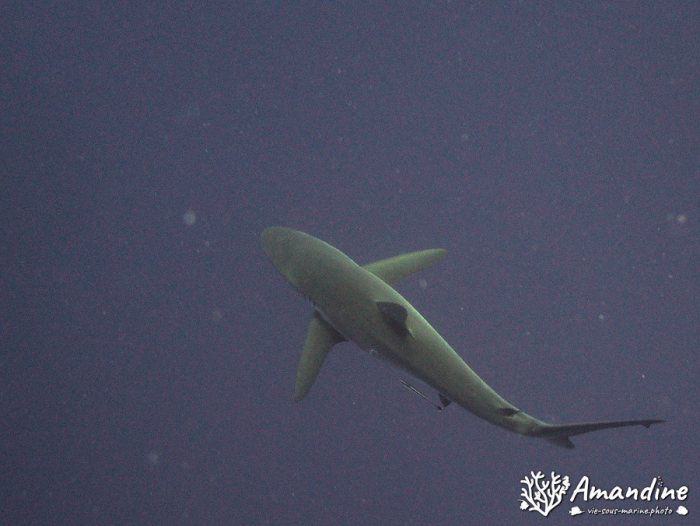Carcharhinus amblyrhynchos