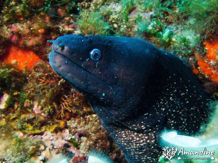 Gymnothorax javanicus