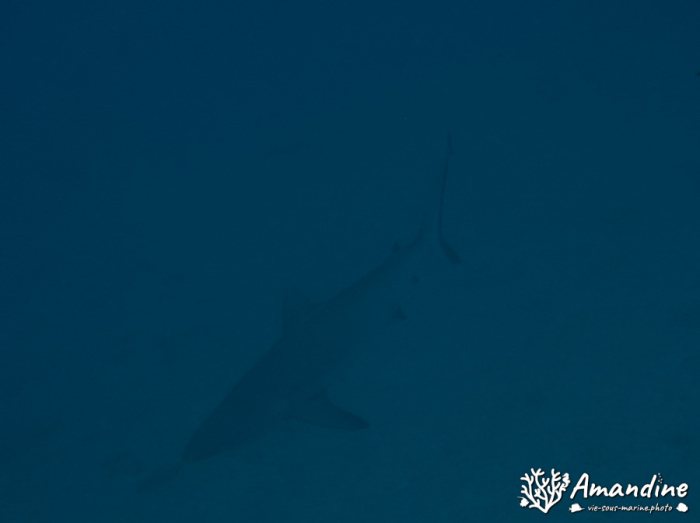 Carcharhinus amblyrhynchos
