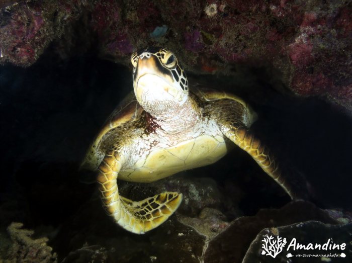 Chelonia mydas (tortue verte)
