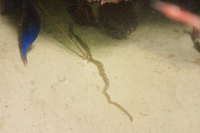 Bonellia sp.
