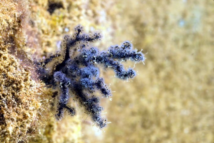 Bryozoaire