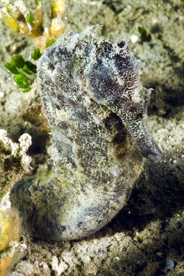 Hippocampus curvicuspis