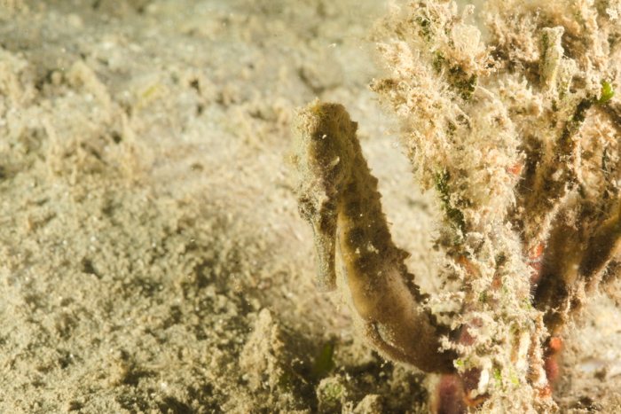 Hippocampus curvicuspis