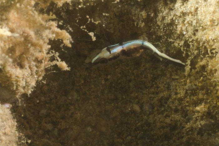 Poissons osseux