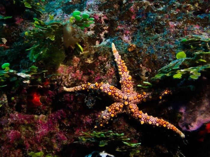 Étoile de mer