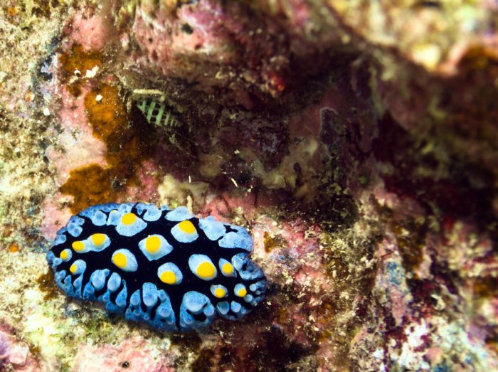 Nudibranche