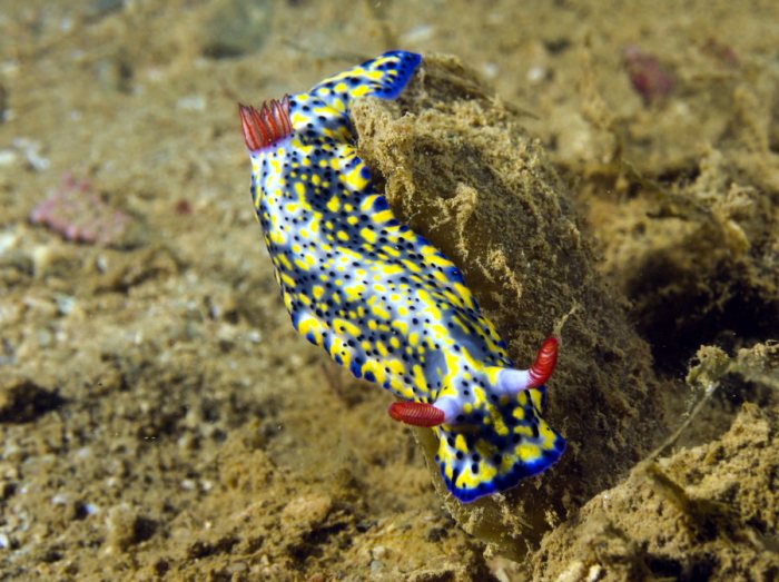 Nudibranche