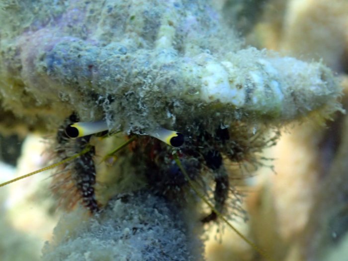 Dardanus lagopodes