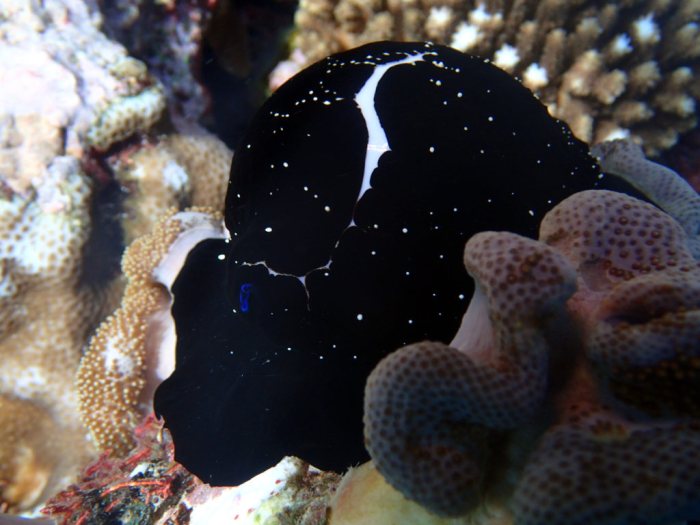 Ovula ovum