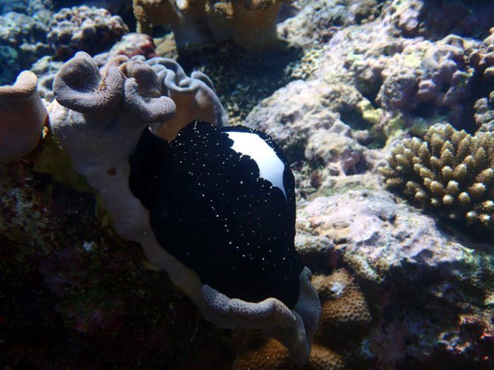 Ovula ovum