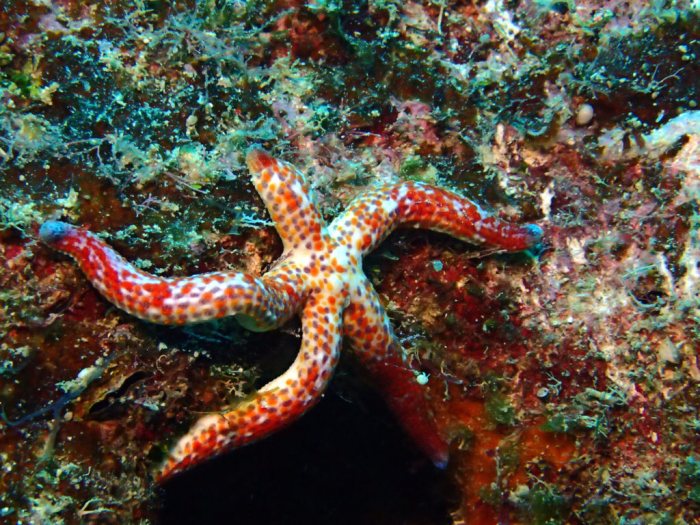 Linckia Multifora