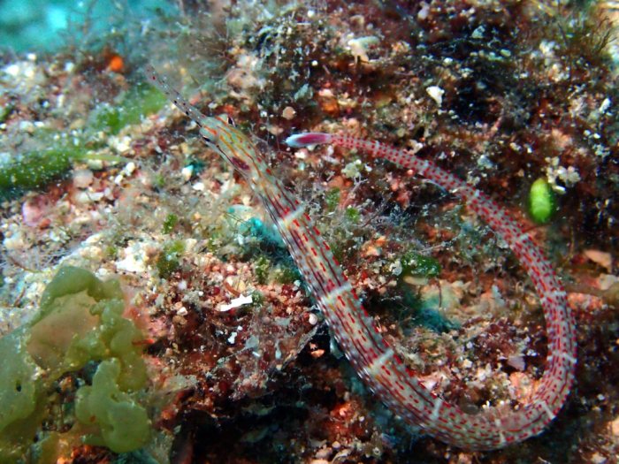 Corythoichthys sp. 2