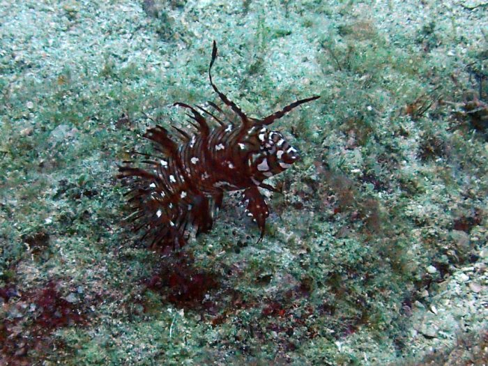 Novaculichthys taeniourus