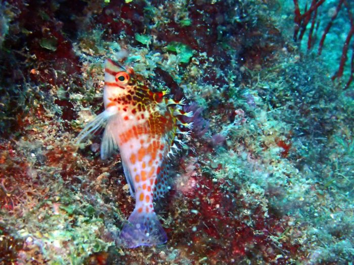 Cirrhitichthys falco