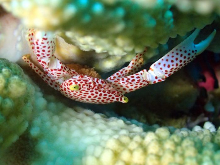 Trapezia rufopunctata