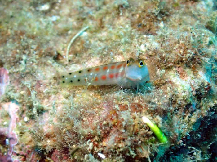 Ecsenius yaeyamaensis