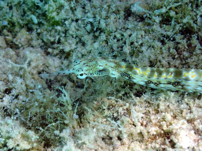 Corythoichthys sp. 1