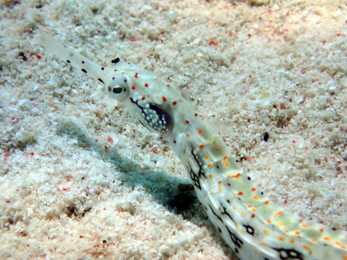 Corythoichthys sp. 1