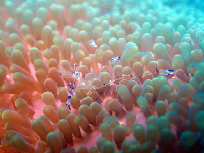 Periclimenes sp.