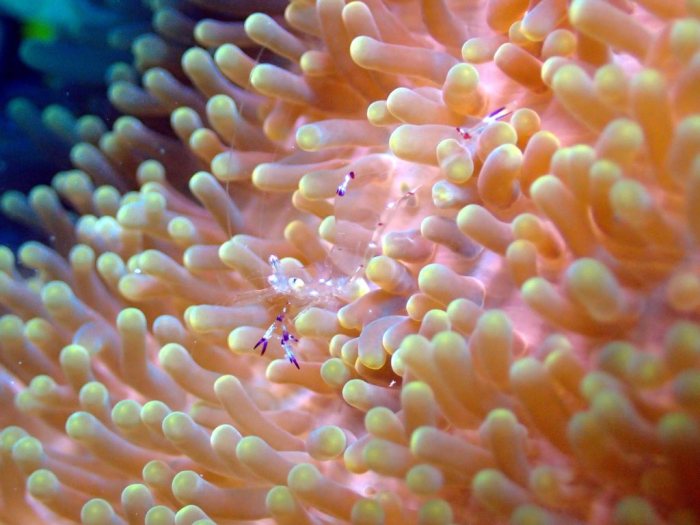 Periclimenes sp.