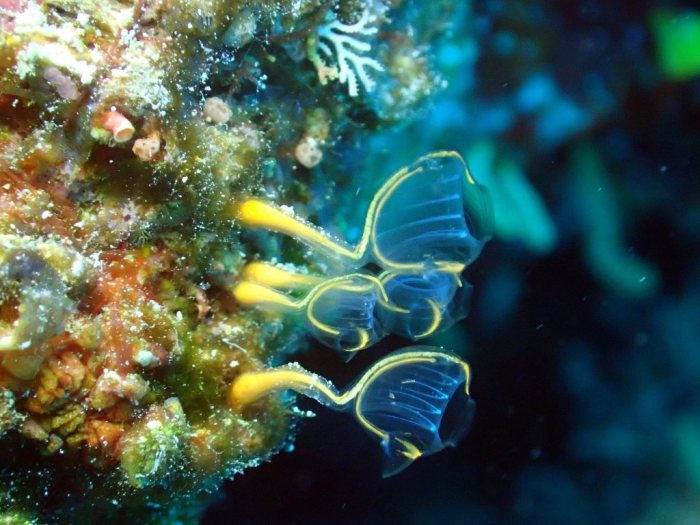 Clavelina detorta