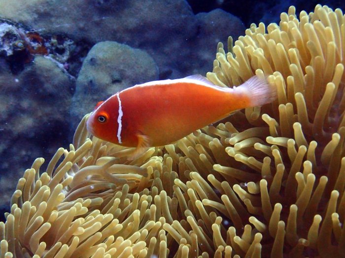 Amphiprion perideraion