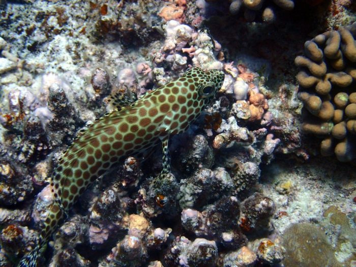 Epinephelus merra