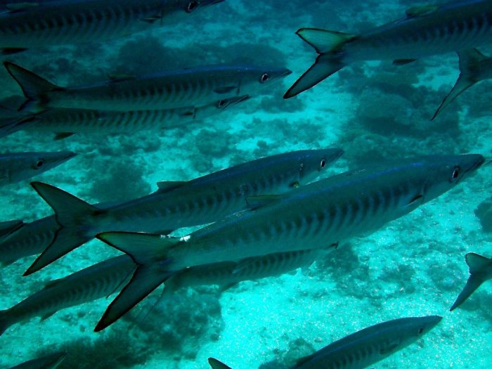 Sphyraena putnamae