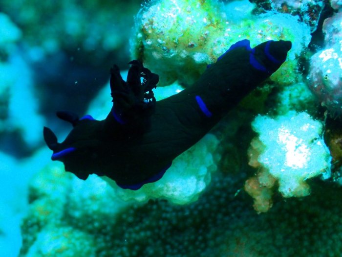 Tambja morosa