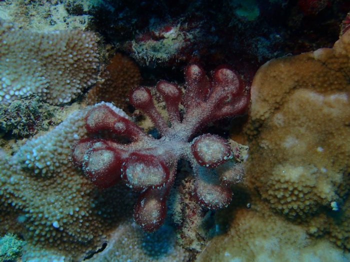 Gibsmithia hawaiiensis
