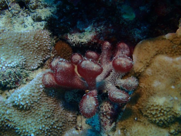 Gibsmithia hawaiiensis