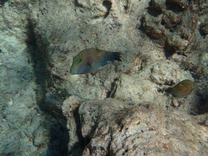 Canthigaster solandri