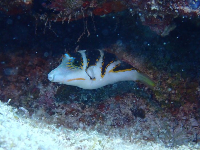 Canthigaster coronata