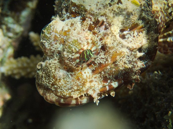 Scorpaenodes kelloggi
