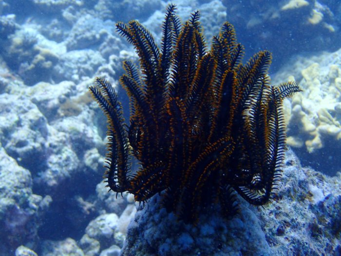 Anneissia (Oxycomanthus) bennetti