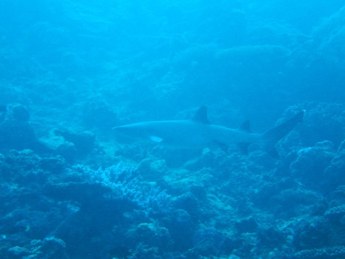 Triaenodon obesus
